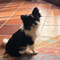 Ne abbiamo una cagnolina per questo cucciolo?