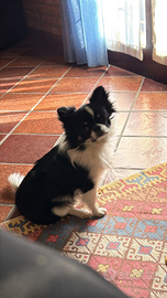 Ne abbiamo una cagnolina per questo cucciolo?