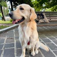 Golden Retriever alta genealogia per monta