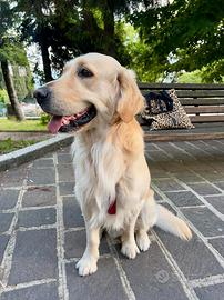 Golden Retriever alta genealogia per monta