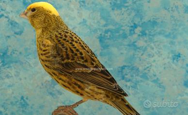 Canarini Lizard 2026