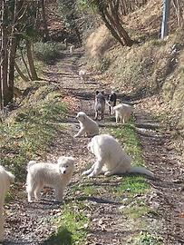 Cuccioli di maremmano