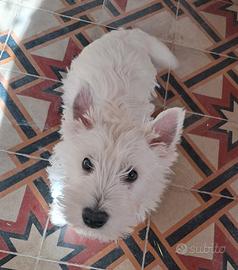 West highland white terrier