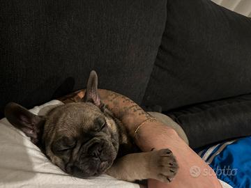 Bulldog Francese BLUE FAWN MASCHIO