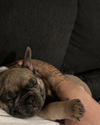 Bulldog Francese BLUE FAWN MASCHIO