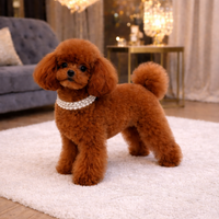 Barboncino per monte