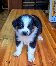Cucciolo pastore australiano