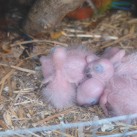 Pulli conuri jandaya