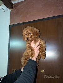 Cucciolo di barboncino Red