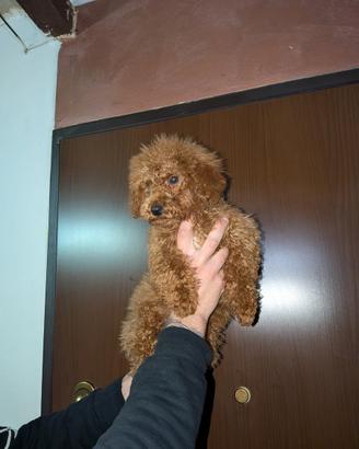 Cucciolo di barboncino Red