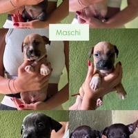 Cuccioli di pittbull