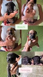 Cuccioli di pittbull