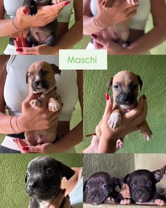 Cuccioli di pittbull