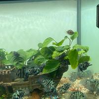 Blue polar parrot pesce 5