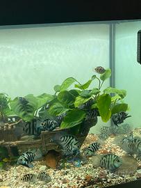 Blue polar parrot pesce 5