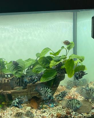 Blue polar parrot pesce 5