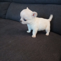 Chihuahua micro Toy da borsetta
