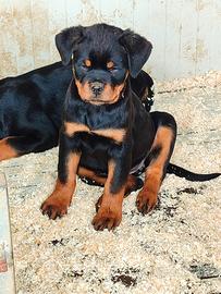 Cucciole rottweiler