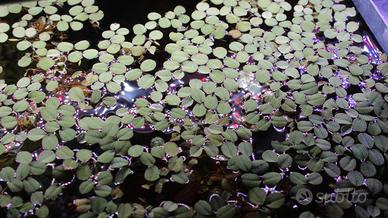 porzione di Salvinia minima