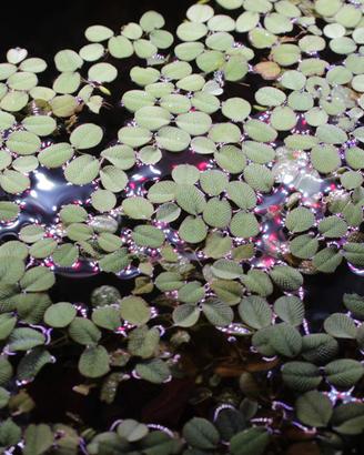 porzione di Salvinia minima