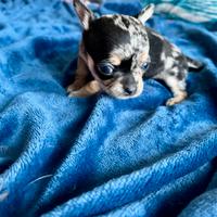 Chihuahua cucciola blu merle