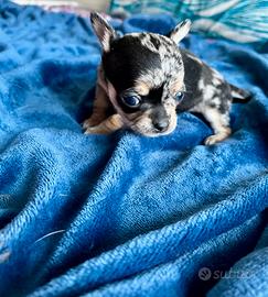 Chihuahua cucciola blu merle