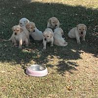 Labrador cuccioli