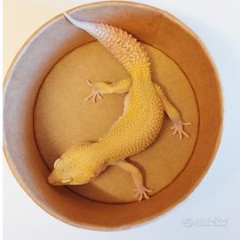 Geco leopardino