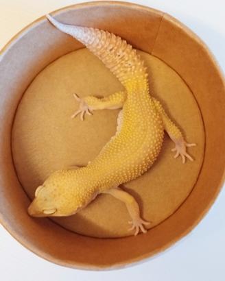 Geco leopardino