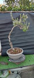bonsai