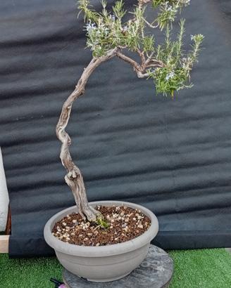 bonsai