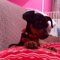 Cucciola di pinscher