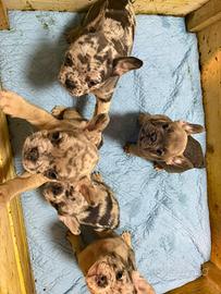 Bulldog francese