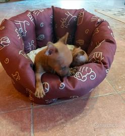 Miniatura pincher toy