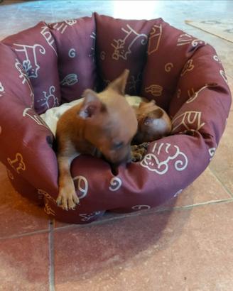 Miniatura pincher toy