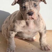 American Bully XL Femmina