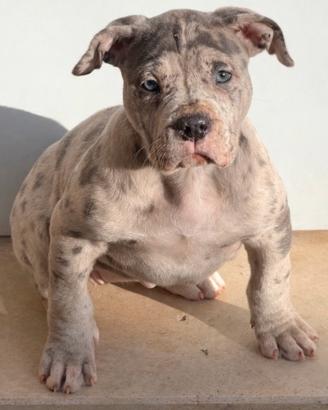 American Bully XL Femmina
