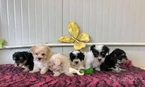 Cuccioli morkie