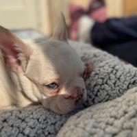 Bulldog Francese / Bouledogue Francais