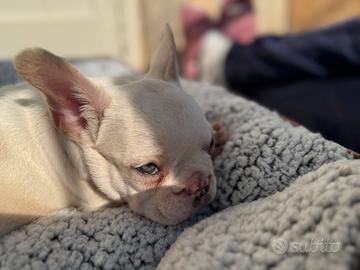 Bulldog Francese / Bouledogue Francais