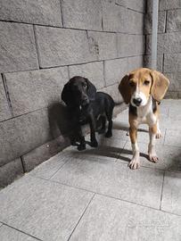 cuccioli selezionati caccia al coniglio 