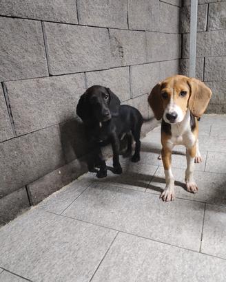 cuccioli selezionati caccia al coniglio 