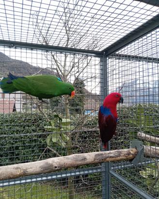 Coppia pappagalli