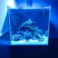 Coralli Acquario marino