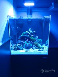 Coralli Acquario marino