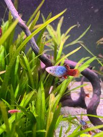 Guppy , platy e neocaridine