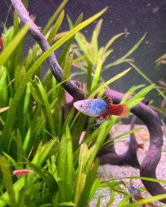 Guppy , platy e neocaridine