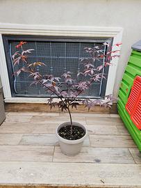  2 PIANTE DI ACER PALMATUM DA SEME ANGUILLARA S. 