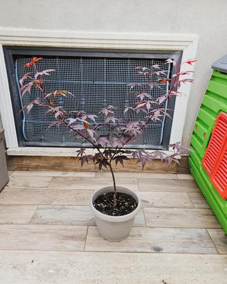  2 PIANTE DI ACER PALMATUM DA SEME ANGUILLARA S. 