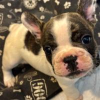 Cuccioli bulldog francese